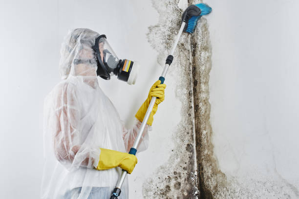 Best Commercial Mold Remediation in Crystal Lakes, OH