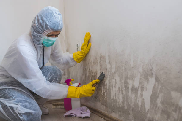 Best Attic Mold Remediation in Crystal Lakes, OH