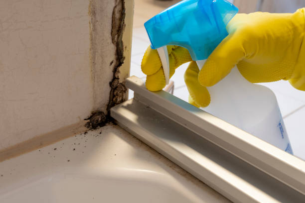Best Basement Mold Remediation in Crystal Lakes, OH